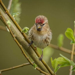 Redwell   17 04 2017   D3s (7 Of 100).jpg